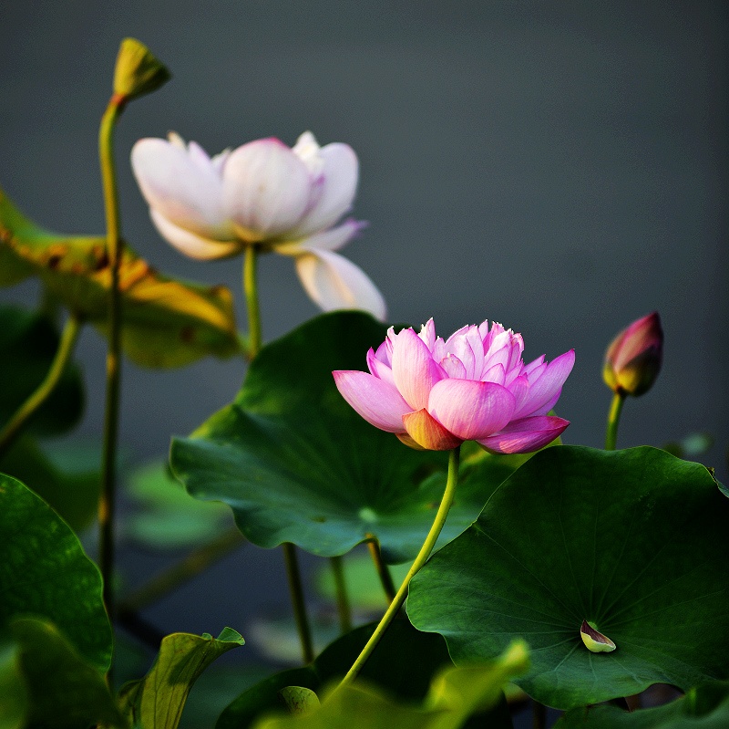 ����ʦ���ӡ��ġ����֣������β���ʮ����