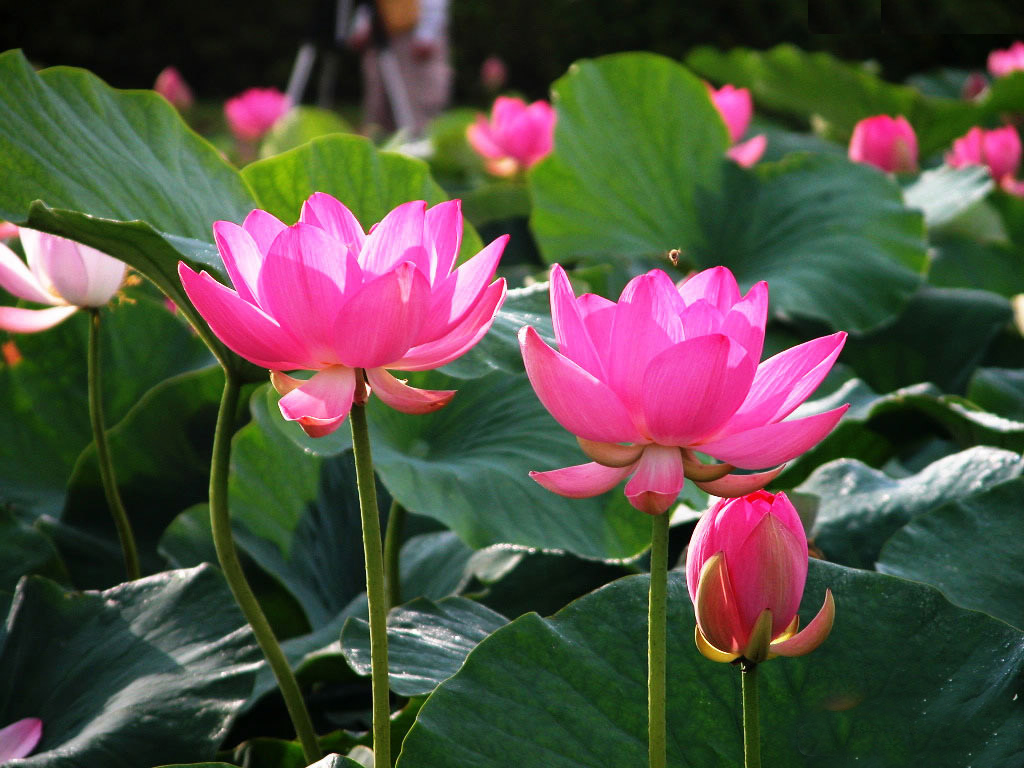 ����ʦ���ӡ��ġ����֣������β���ʮ�壩