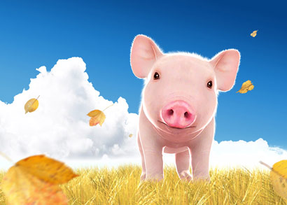 感应故事:被迫杀猪三年_念佛往生极乐 感应故事:被迫杀猪三年_念佛往生极乐