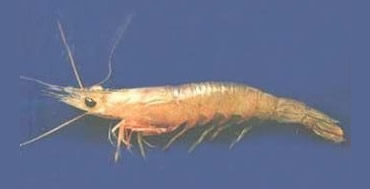 �������ҹ���Ȼˮ������ĳ�������