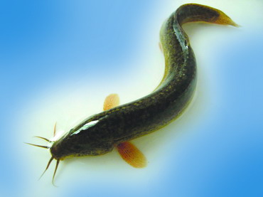 �������ҹ���Ȼˮ������ĳ�������