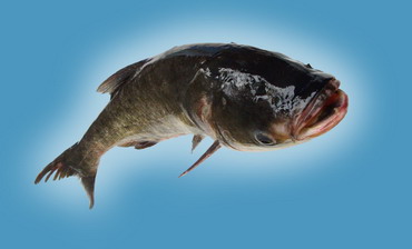 �������ҹ���Ȼˮ������ĳ�������