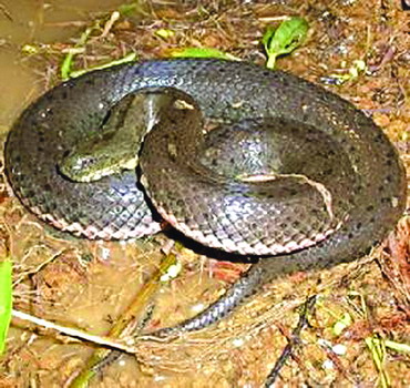 �������ҹ���Ȼˮ������ĳ�������