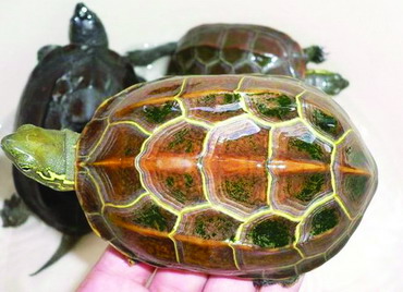 �������ҹ���Ȼˮ������ĳ�������