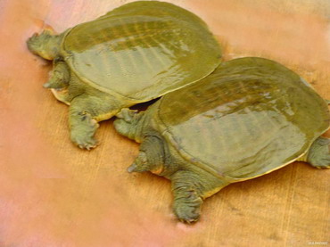 �������ҹ���Ȼˮ������ĳ�������