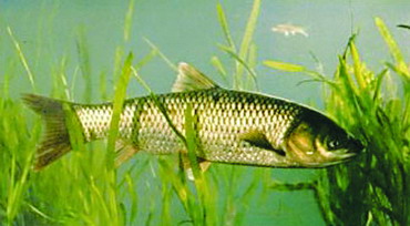 �������ҹ���Ȼˮ������ĳ�������