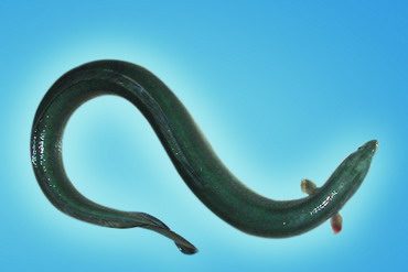 �������ҹ���Ȼˮ������ĳ�������