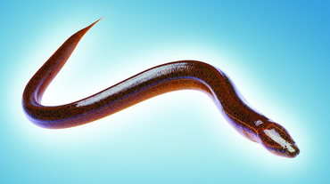 �������ҹ���Ȼˮ������ĳ�������