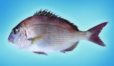 �������ҹ���Ȼˮ������ĳ�������