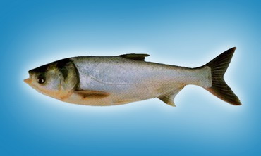 �������ҹ���Ȼˮ������ĳ�������