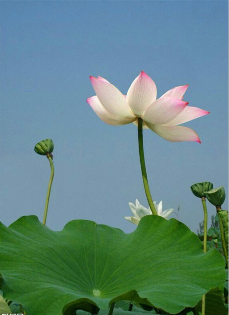 ���������޳ɵģ�