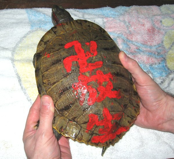 这种沙西米你敢吃吗?--残忍 这种沙西米你敢吃吗?--残忍