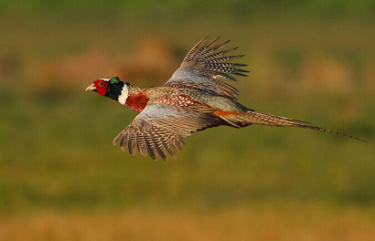 野鸡舍命感天动地_扑灭森林大火 野鸡舍命感天动地_扑灭森林大火