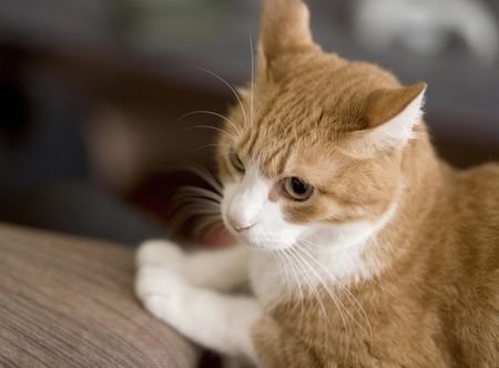 澳门立法禁食猫狗肉_虐待动物最高囚三年罚十万 澳门立法禁食猫狗肉_虐待动物最高囚三年罚十万