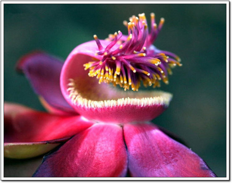 ���ʹ�˵�е����Ứ