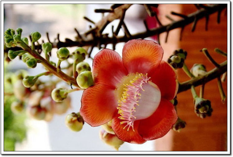 ���ʹ�˵�е����Ứ