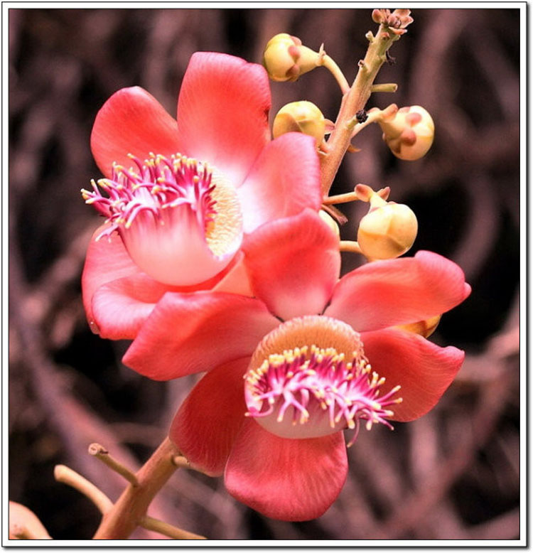 ���ʹ�˵�е����Ứ