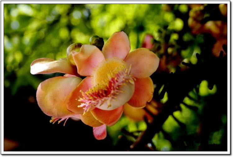 ���ʹ�˵�е����Ứ