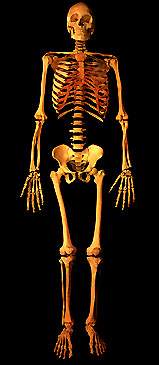 �׹ǹ�ͼ�ģ���ϲĪ�룩