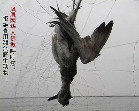 它们为何流泪谁是世间最残暴的动物 它们为何流泪谁是世间最残暴的动物