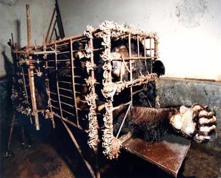 它们为何流泪谁是世间最残暴的动物 它们为何流泪谁是世间最残暴的动物