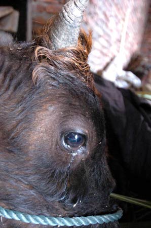 它们为何流泪谁是世间最残暴的动物 它们为何流泪谁是世间最残暴的动物