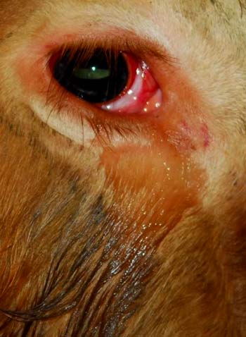 水牛宰杀前泪流满面跪地求饶_改变屠夫一生 水牛宰杀前泪流满面跪地求饶_改变屠夫一生