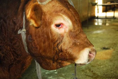 水牛宰杀前泪流满面跪地求饶_改变屠夫一生 水牛宰杀前泪流满面跪地求饶_改变屠夫一生