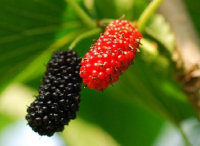 ��ʳ���������ֳ���ʳ��Դ����ȶ�ҩ