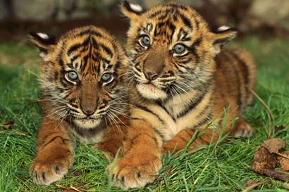 小老虎临终生信心_转世成人七岁证果 小老虎临终生信心_转世成人七岁证果