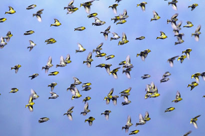 黄雀有灵知恩图报_协助警长逮捕重犯 黄雀有灵知恩图报_协助警长逮捕重犯