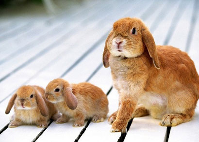 ������������_һֻĸ�����ӵ���ʵ����