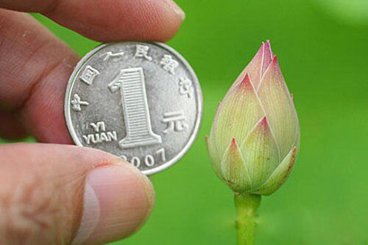 Ϊ������һǮ��ֵ_�μ�������̥����