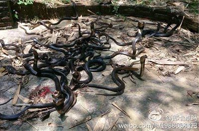 ��԰��������ߣ����Ļ��_��������