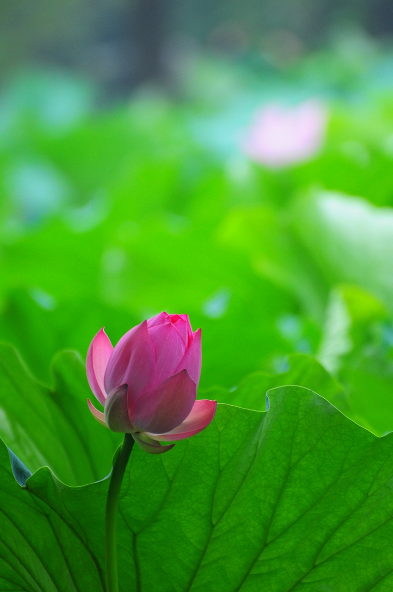 ��������ʦ���ʷ�����Т������_�����İ���һ��