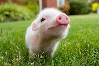 辱骂母亲投胎变猪_托梦儿子恳请救赎 辱骂母亲投胎变猪_托梦儿子恳请救赎