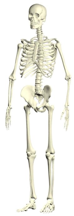 �׹ǹۣ������������ǣ����������޳�