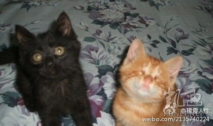 ���򶼿��ˣ�ȫ����ж��Ĳ�һ�������(��ͼ)