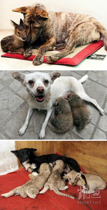 ���򶼿��ˣ�ȫ����ж��Ĳ�һ�������(��ͼ)