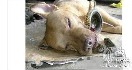 ���򶼿��ˣ�ȫ����ж��Ĳ�һ�������(��ͼ)