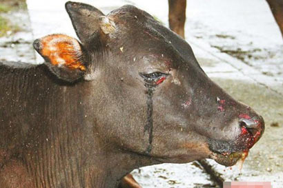 ��ţ������������_��ƴǿ�����˷θ�