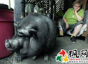 盘点自然界动物救人的真实故事 盘点自然界动物救人的真实故事