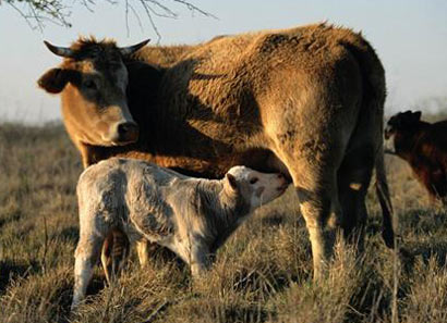 һλ��ʳ�ߵ������ף����򹤼�