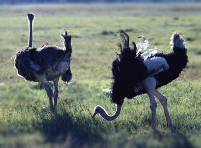 ����Ŀ���_������Ƥ������Ĳ���ɱ¾