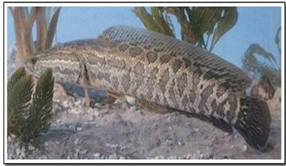 请你告诉孩子,一定要知道这三条鱼! 请你告诉孩子,一定要知道这三条鱼!