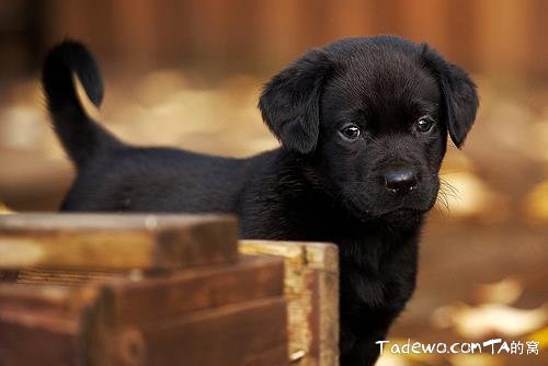 ��Ů��������������������,��ĸǧ��Ѱ������������