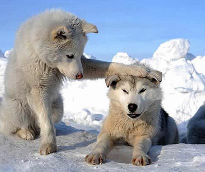 大爱无疆_母狼誓死保护幼崽感化猎人 大爱无疆_母狼誓死保护幼崽感化猎人