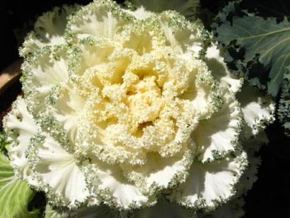 ��ô�Ը�Ӫ��_12�ֳ�����ʳ����ָ������