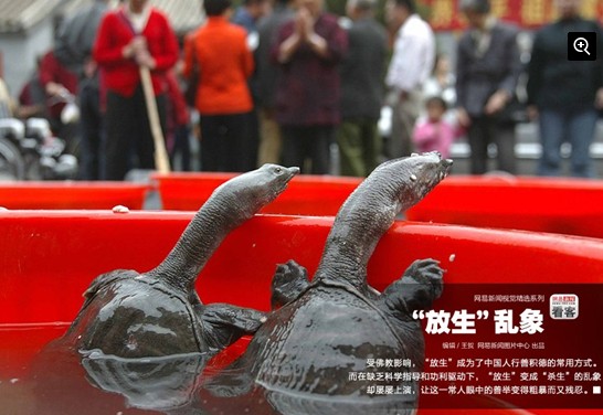 媒体揭放生“利益链”:放生越多死亡数量越多 媒体揭放生“利益链”:放生越多死亡数量越多