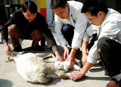 生死关头_动物的情感震撼人心 生死关头_动物的情感震撼人心